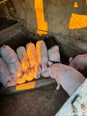 Vând purcei 2-3 luni, sănătoși și bine îngrijiți - imagine 2