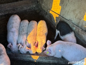 Vând purcei 2-3 luni, sănătoși și bine îngrijiți