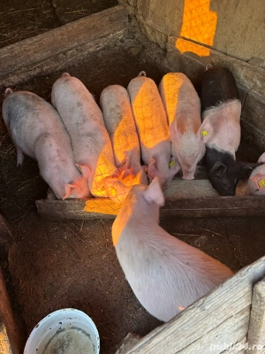 Vând purcei 2-3 luni, sănătoși și bine îngrijiți - imagine 4