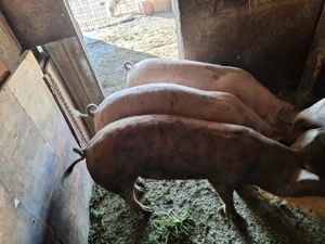 Porci pentru craciun