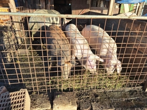 Porci pentru craciun - imagine 3