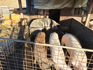 Porci pentru craciun - imagine 5