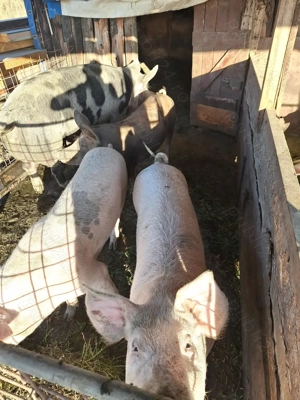 Porci pentru craciun - imagine 2