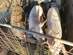 Porci pentru craciun - imagine 4