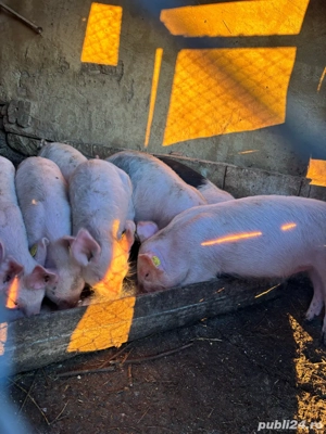 Vând purcei 2-3 luni, sănătoși și bine îngrijiți - imagine 5