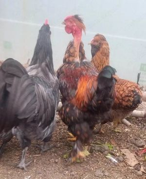 Vand cocosi de fite - Australorp si alte rase pentru cunoscatori - imagine 2