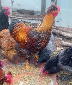 Vand cocosi de fite - Australorp si alte rase pentru cunoscatori - imagine 4