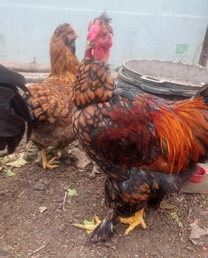 Vand cocosi de fite - Australorp si alte rase pentru cunoscatori - imagine 3