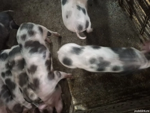 Vand purcei pietrean au 3 luni - imagine 2