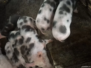 Vand purcei pietrean au 3 luni - imagine 3