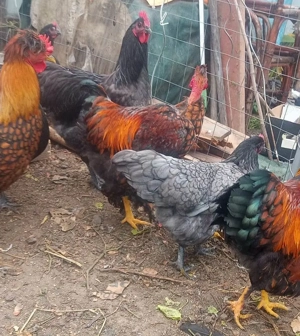 Vand cocosi de fite - Australorp si alte rase pentru cunoscatori - imagine 5