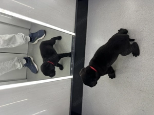 Pui Dober-Corso de vânzare   inteligenți, protectori și loiali - imagine 3