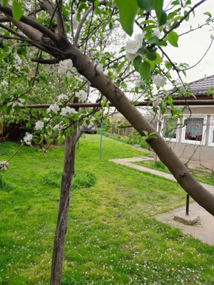 Casă vânzare Caracal 90m2 + teren 2110m2 - imagine 3