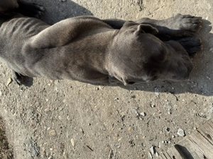 Pui Dober-Corso de vânzare   inteligenți, protectori și loiali - imagine 2