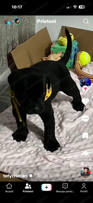 Pui Dober-Corso de vânzare   inteligenți, protectori și loiali