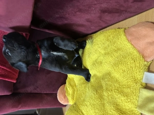 Pui Dober-Corso de vânzare   inteligenți, protectori și loiali - imagine 5