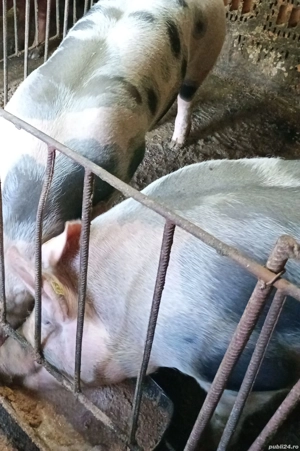 Vand porc petrean la alegere