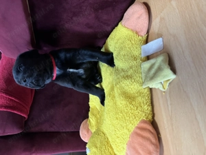 Pui Dober-Corso de vânzare   inteligenți, protectori și loiali - imagine 4