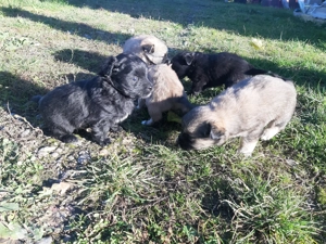 Donez căței mici și drăgălași