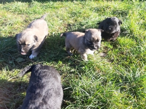 Donez căței mici și drăgălași - imagine 2 Donez căței mici și drăgălași - imagine 2