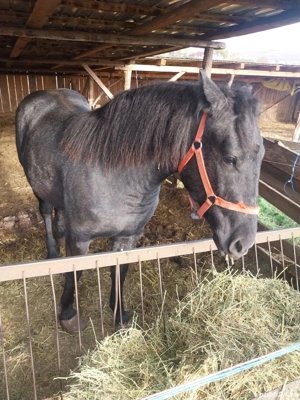 mânză semigrea - imagine 2 mânză semigrea - imagine 2