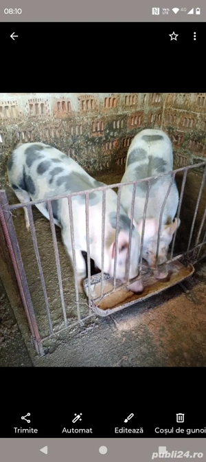 Vand porc petrean la alegere - imagine 2