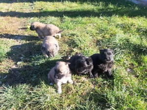 Donez căței mici și drăgălași - imagine 4 Donez căței mici și drăgălași - imagine 4