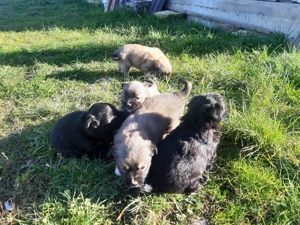 Donez căței mici și drăgălași - imagine 5 Donez căței mici și drăgălași - imagine 5