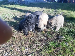 Donez căței mici și drăgălași - imagine 3 Donez căței mici și drăgălași - imagine 3