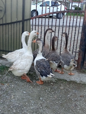 Gâște 100 lei bucata 