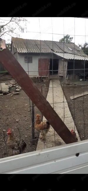 Casa Chetresti Balteni Vaslui  - imagine 5