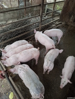 vând  purceii - imagine 4 vând  purceii - imagine 4