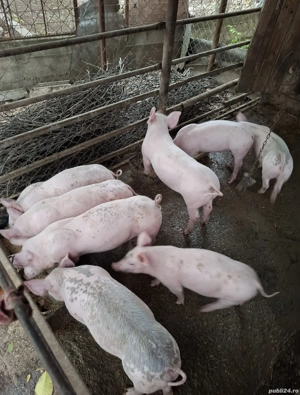 vând  purceii - imagine 2 vând  purceii - imagine 2