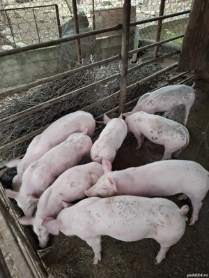 vând  purceii - imagine 5 vând  purceii - imagine 5
