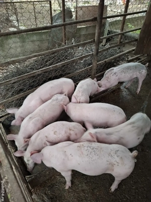 vând  purceii - imagine 3 vând  purceii - imagine 3