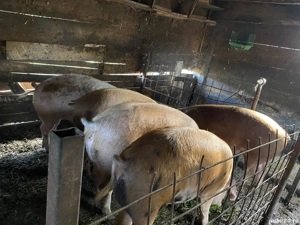 porci de vânzare 