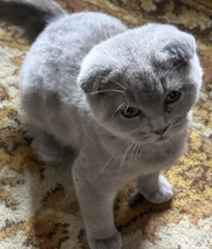 British  scottish pui