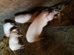 Purceii de vînzare  - imagine 2