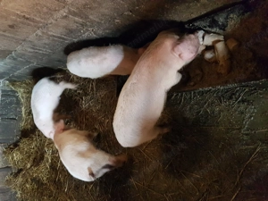 Purceii de vînzare  - imagine 4