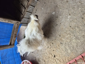 Cocoși mătase japoneză  - imagine 3 Cocoși mătase japoneză  - imagine 3