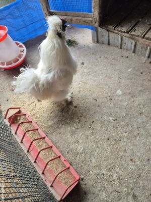 Cocoși mătase japoneză  - imagine 4 Cocoși mătase japoneză  - imagine 4