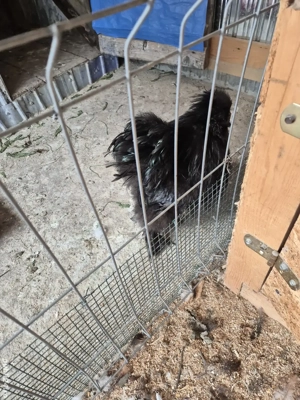 Cocoși mătase japoneză  - imagine 2 Cocoși mătase japoneză  - imagine 2