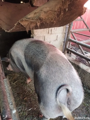 vind porci  - imagine 2 vind porci  - imagine 2