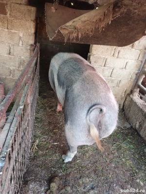 vind porci  - imagine 3 vind porci  - imagine 3