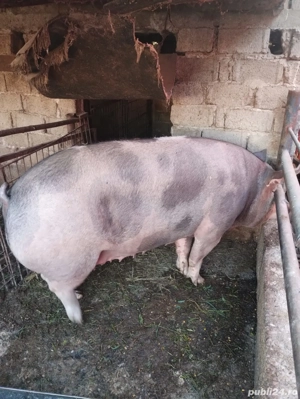 vind porci  - imagine 4 vind porci  - imagine 4