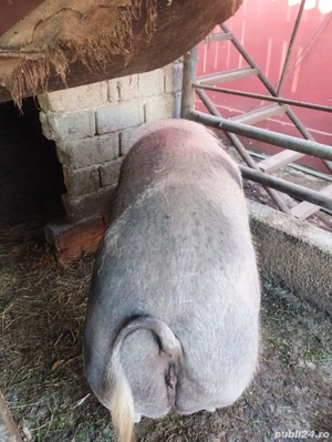 vind porci  - imagine 5 vind porci  - imagine 5