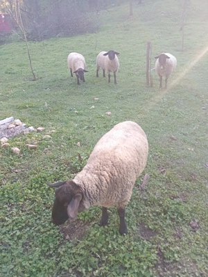 Vând trei oi sulfok 