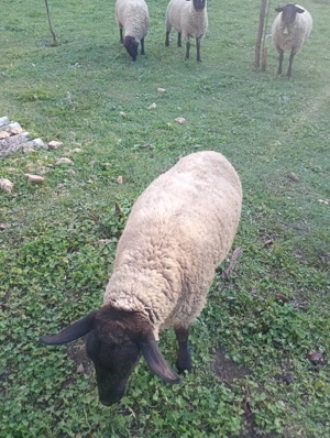 Vând trei oi sulfok  - imagine 4