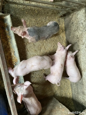 Purcei de vanzare 