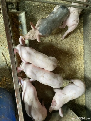 Purcei de vanzare  - imagine 2